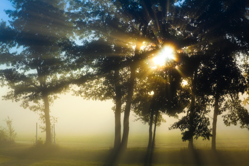 155134777-sunrise-bursts-through-dense-fog-and-trees-gettyimages