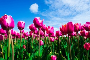 601840767-pink-tulip-field-lisse-netherlands-gettyimages
